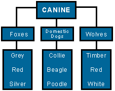 graphic organizer