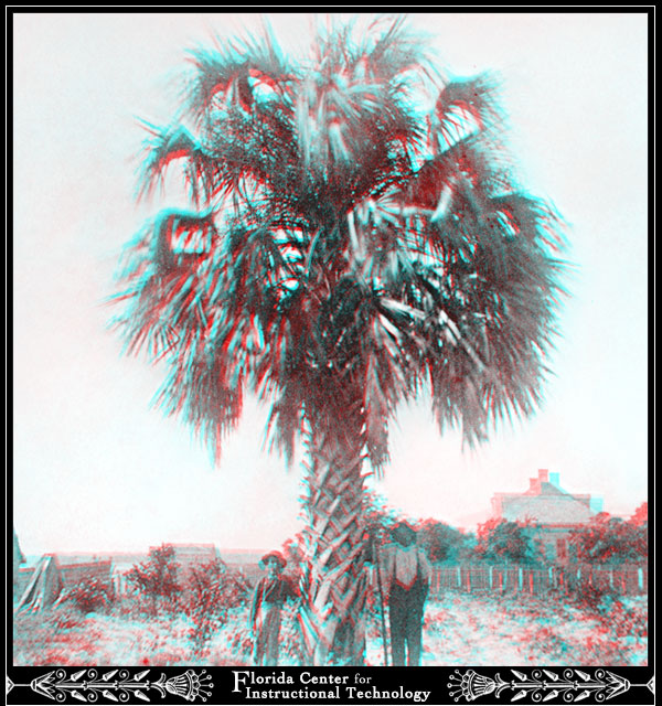 Cabbage Palm