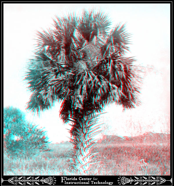 Palmetto