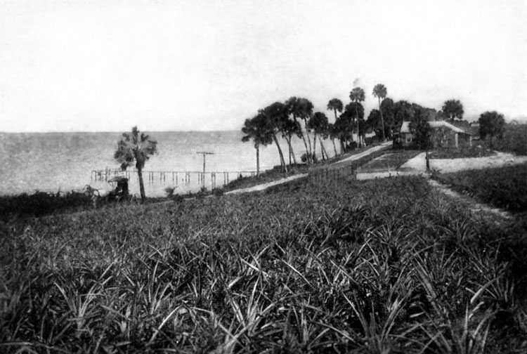 pineapple plantations