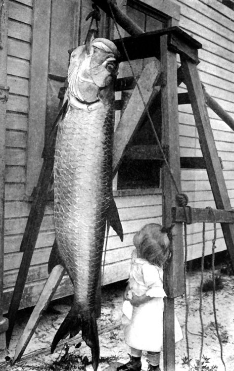 tarpon fish