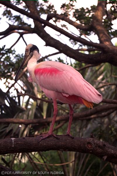 Roseate Spoonbill