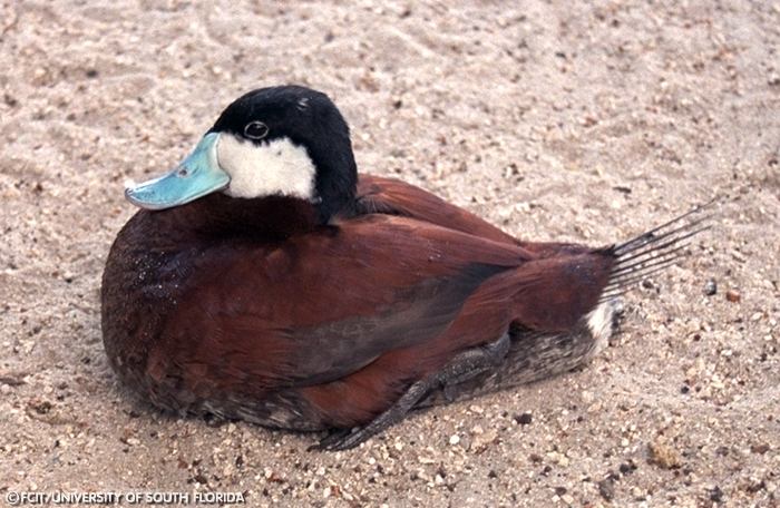 Ruddy Duck