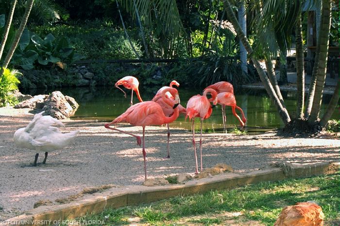 Flamingos