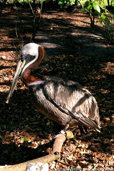 Pelican