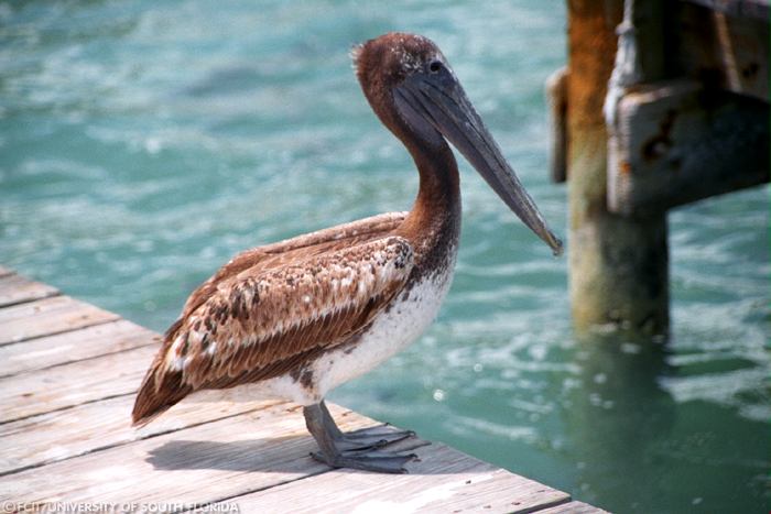 Pelican on a dock