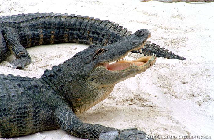 Alligators in the sand