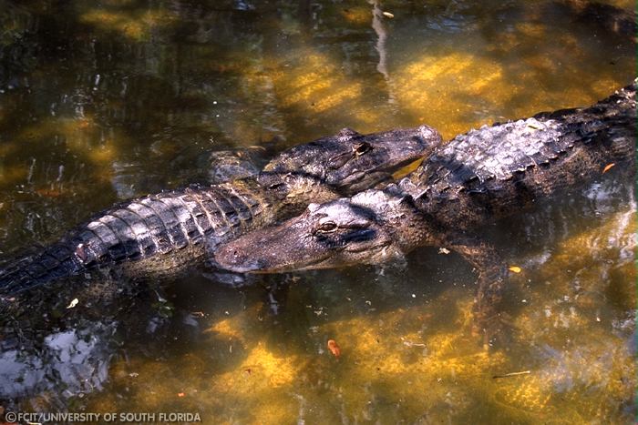 Alligators