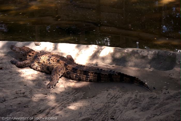 Crocodile
