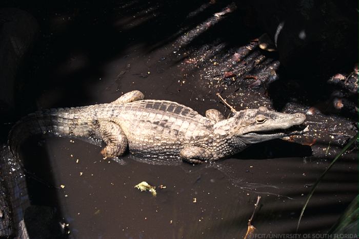 Crocodile