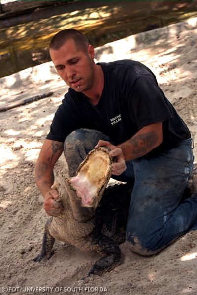 Trainer handling an alligator