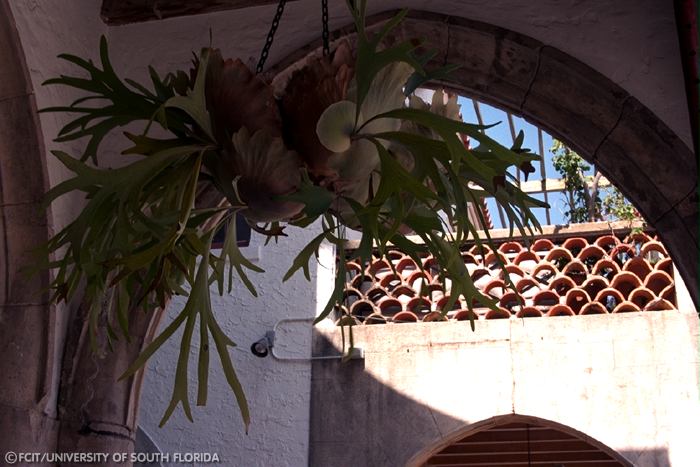 Hanging plant
