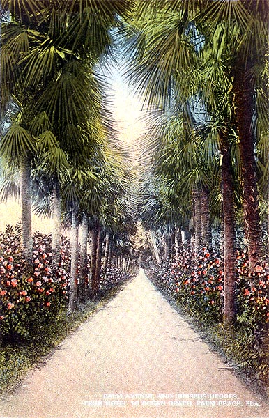 Palm Avenue