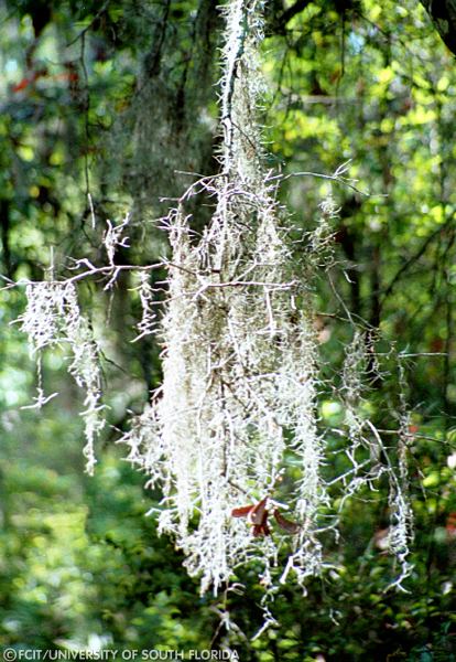 Spanish moss