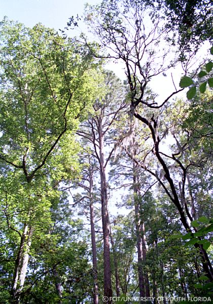 Trees along the park