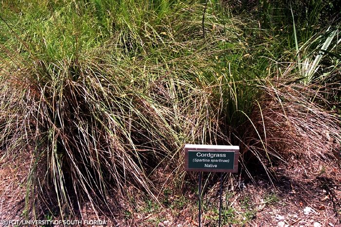 Cord grass