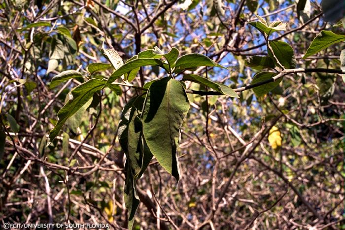 Potato tree