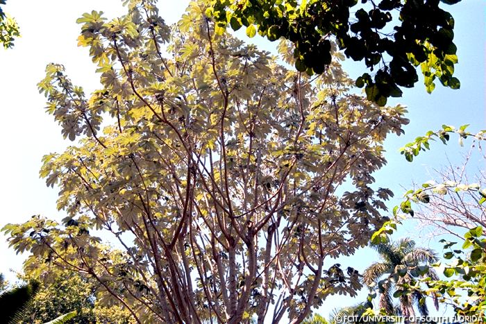 Trees