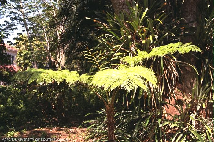 Ferns