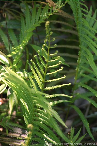Fern leaf