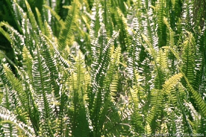 Ferns