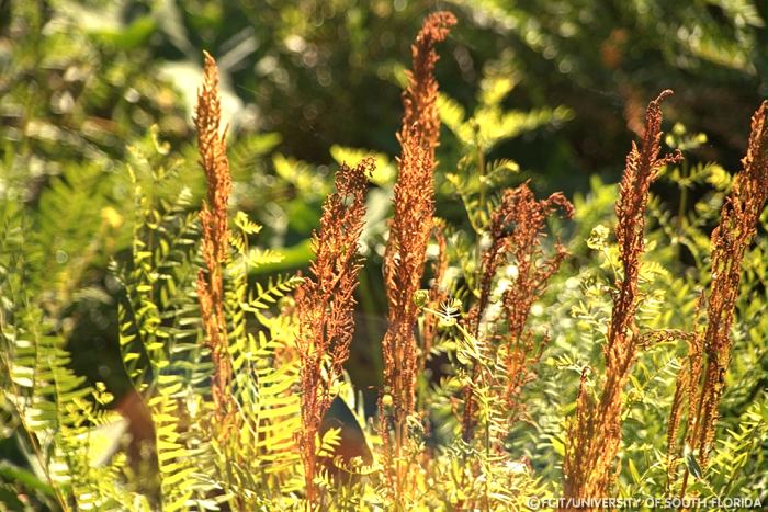Fern flowers