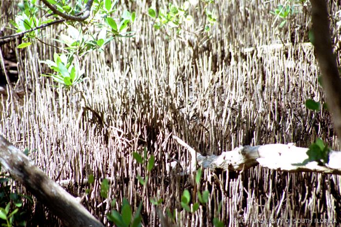 Mangroves
