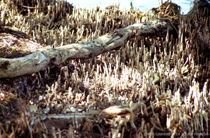 Snorkel roots
