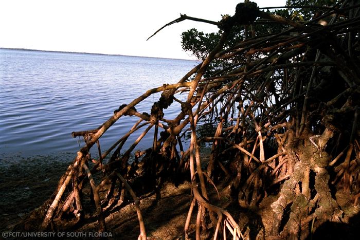 Mangroves near the water