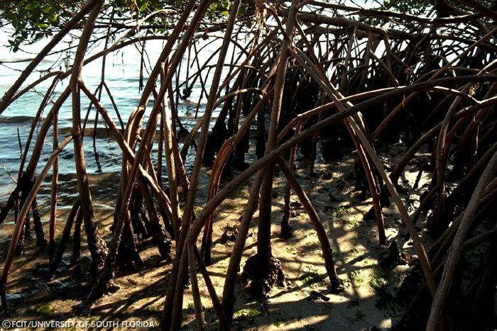 Roots