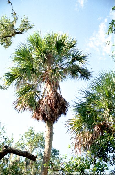 Palm tree