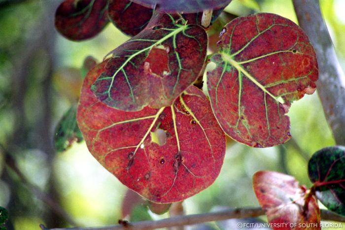 Sea grapes