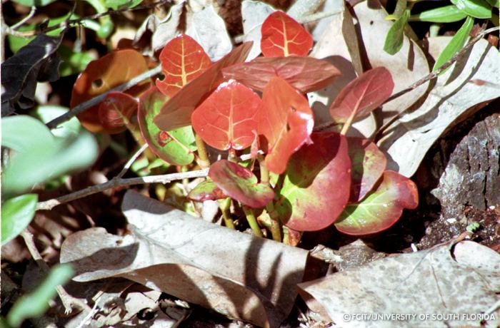 Sea grapes