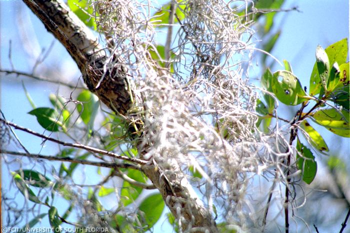 Spanish moss