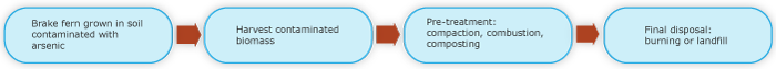 brake fern growth in soil contaminated with arsenic -> harvest contaminated biomass -> pre-treatment: compaction, combustion, compositing -> final disposal: burning or landfill