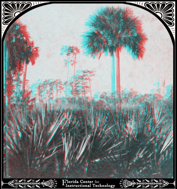 Palmetto Forest