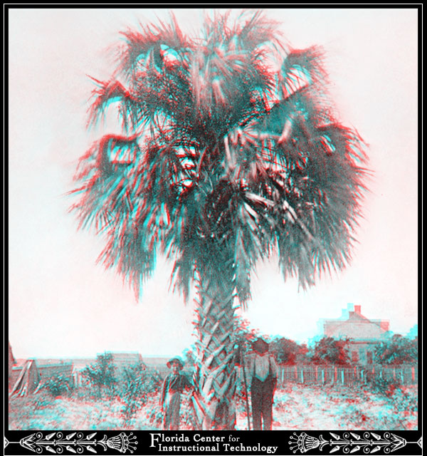 Cabbage Palm