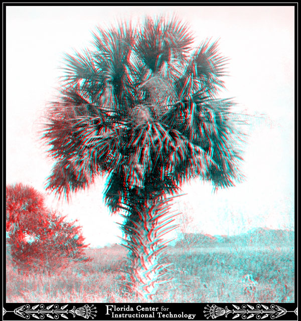 Palmetto