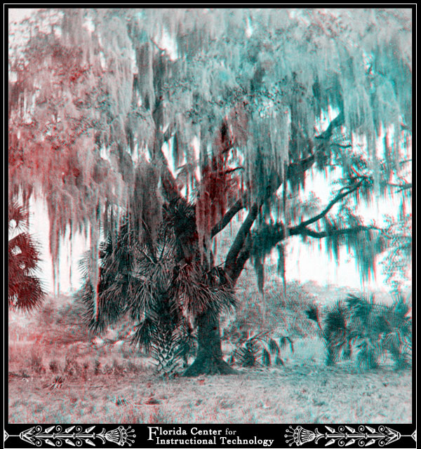 Spanish Moss