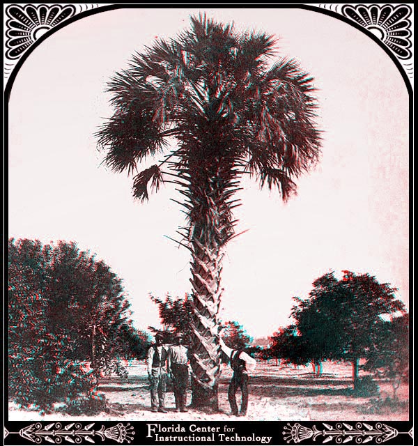 Palm Tree