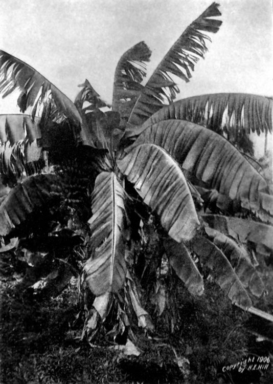 banana trees