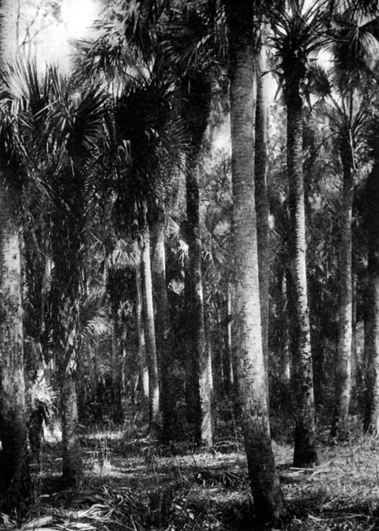 sabal palms