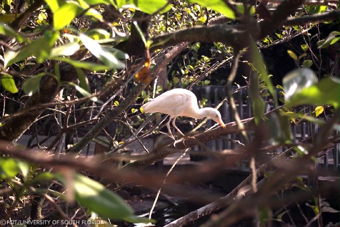 Cattle Egret