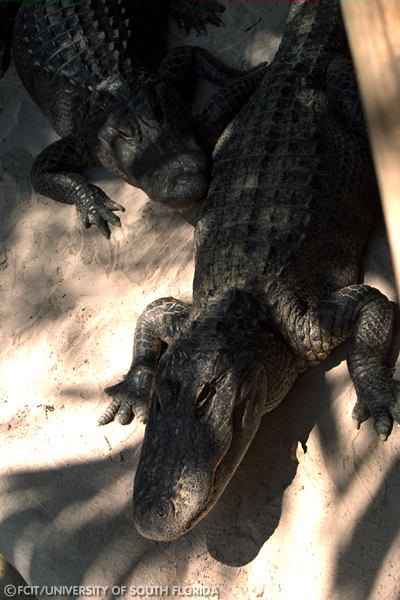 Alligators