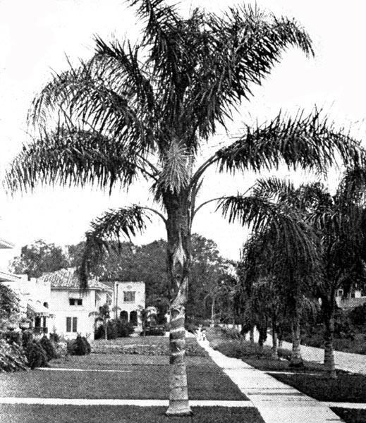 Residential Street