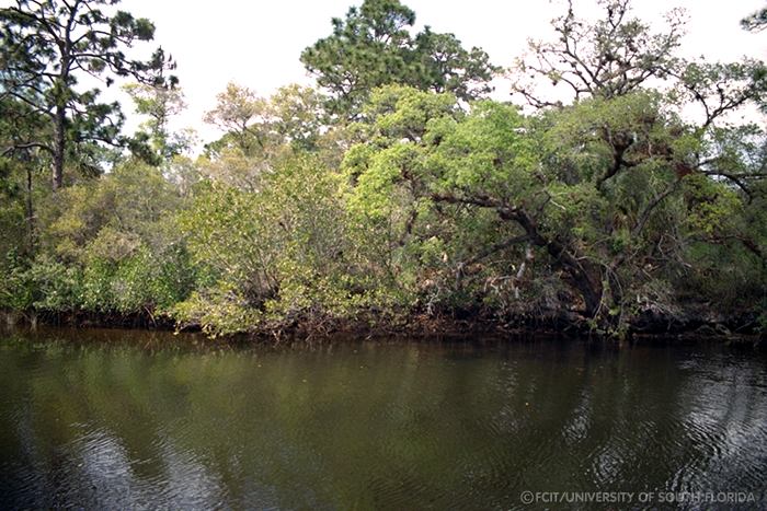 Mangroves along the river