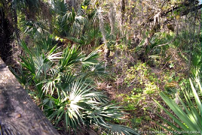 Palmettos