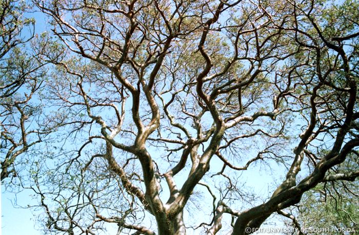 Gumbo Limbo trees