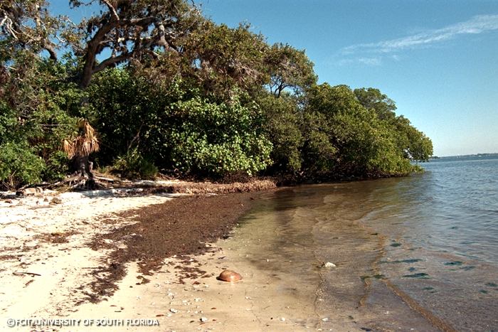 Mangroves near the water