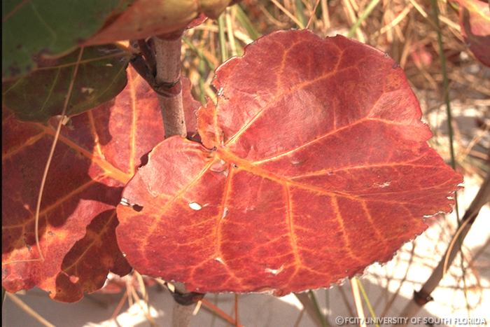 Sea grapes